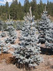 Colorado Spruce